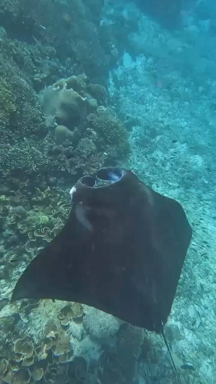 A manta ray gliding through Flores waters